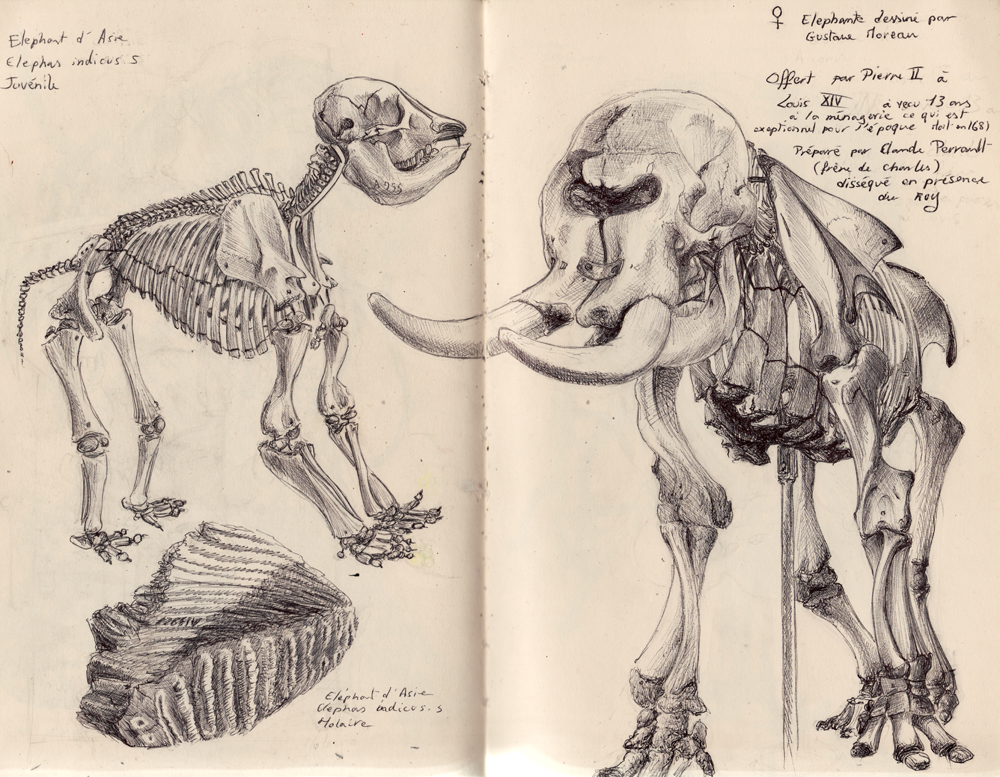 Planche anatomique elephant