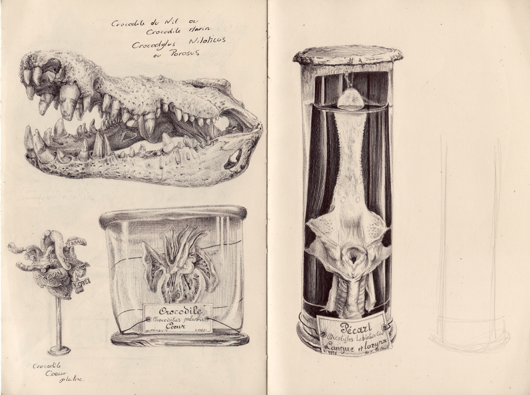 Planche anatomique elephant